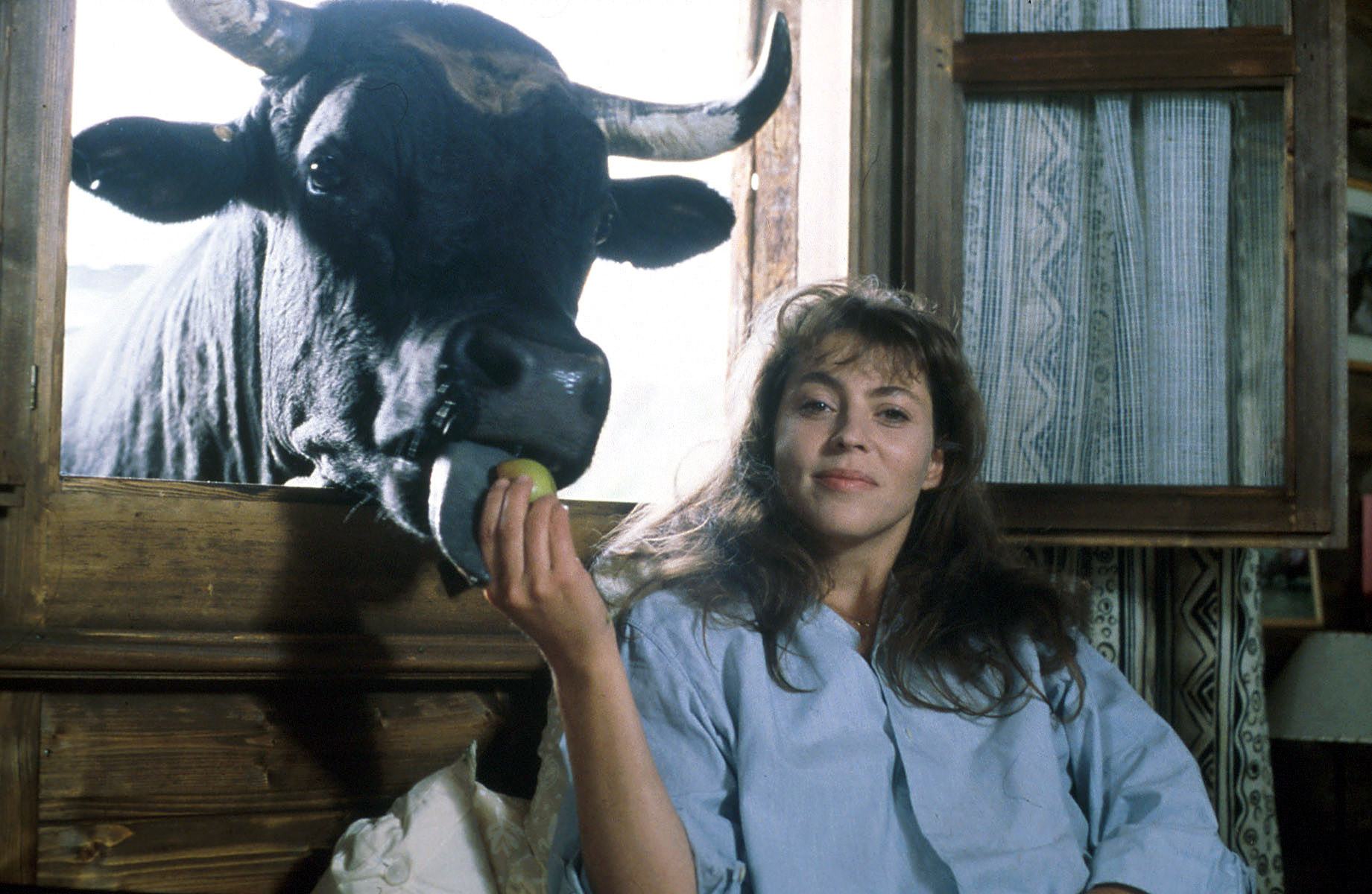 1994-Combat des reines-Pascale et sa vache