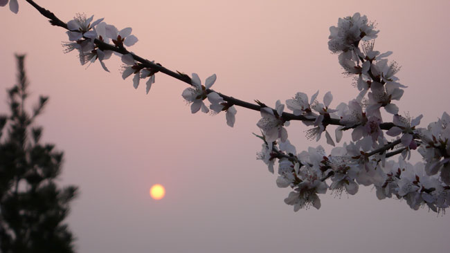 Le soleil©P.Rocard   Le soleil se coucha au pays du soleil levant.